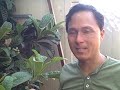 Click here to watch this video Sweet Goumi Fruit Tree and other Unknown Fruit Crops in My Garden