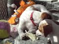 ?Dante chews ?Dante chews