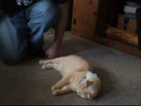 Drunk kitty, Funny cat falling over.