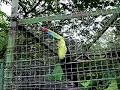 Toucan in Costa Rica Toucan in Costa Rica