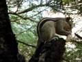 Trying to catch the squirrel