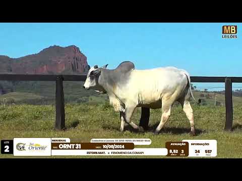 1� LEIL�O PRODU��O FAZENDA ORIENTE