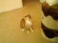 catnip + positive atmosphere =