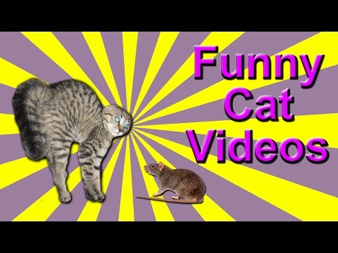 Watch Talking Funny Online Hulu