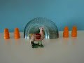 dancing alpaca dancing alpaca