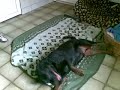 Schwuler Hundehaufen Schwuler Hundehaufen