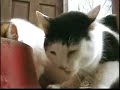 Hungry Cats Eat Food!!!