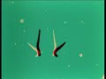 Spook Sport 1940 - Norman McLaren