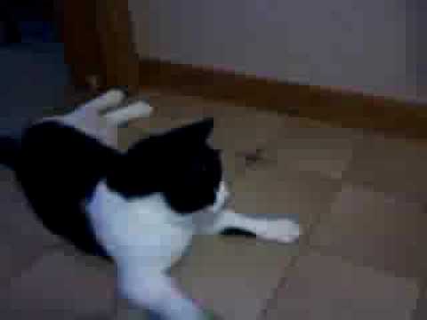 Imagem de Amostra do You Tube