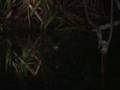 Froggin with Lumenoks