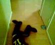 baby cowboy boots