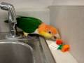 Chickie caique plays with legos