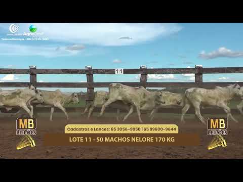 524� LEIL�O VIRTUAL MB LEIL�ES