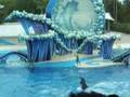 Dolphin got pwnd