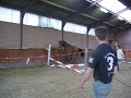 Achmea (Mermus R x Nimmerdor)