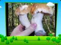 Grzybobranie w lasach miasta Połaniec. Czas 2 godziny, masa grzybów.