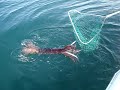 More Giant Squid Fishing in San Diego Daylight