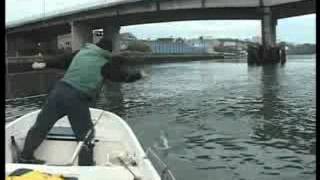 Pesca urbana de la lubina