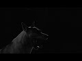 Care for Dogs Foundation - Overview 2009