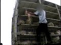 Turkeys Stomped, Kicked, Punched in Breaking Investigation? Turkeys Stomped, Kicked, Punched in Breaking Investigation?