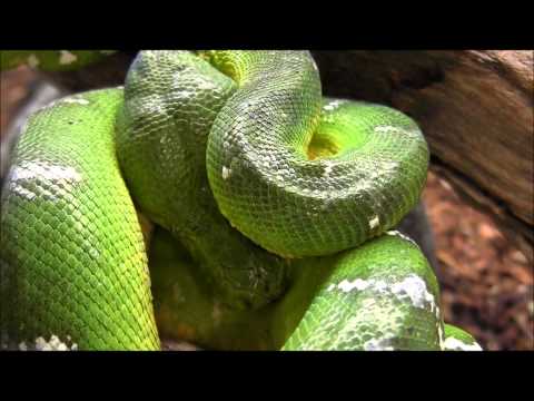 how to care for an emerald tree boa