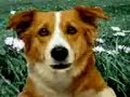 qeni qe flet (il cane che parla) qeni qe flet (il cane che parla)