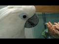 Buttons and the aquarium
