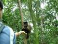 Macaco Pque Jaragua II
