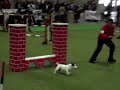 saïan agility courtrai dimanche