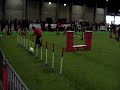 saïan agility courtrai dimanche