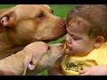 Pit-Bull-Attack-Memo
