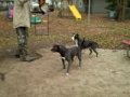 playful pits