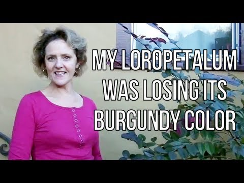 how to transplant loropetalum