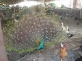 MVI_4028.avi