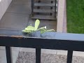 Bug walking...... Bug walking......