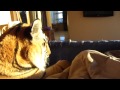 Video: In Bed With A Tiger