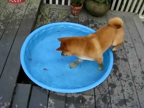Shiba Inu Fishing
