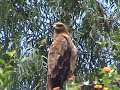 Tawny eagle - Aquila rapax (1) Tawny eagle - Aquila rapax (1)