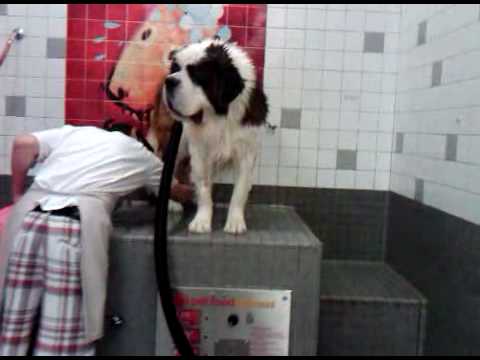 ST BERNARD