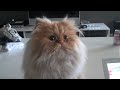 Kitty Dance--Jump On It!.MP4