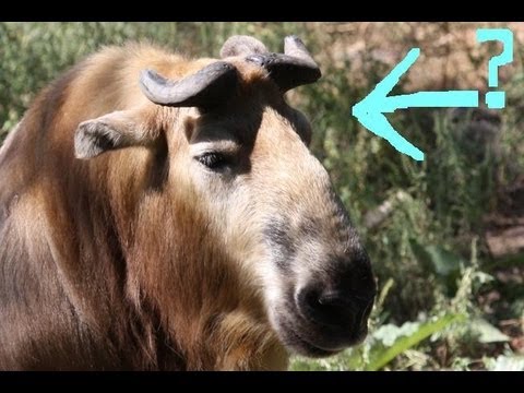 briczar22 - WHAT THE HeCK IS THAT? Well, it's a Takin and you can read more here: http://en.wikipedia.org/wiki/Takin Featured is a Sichuan (I am sure I mis-pronounced it...