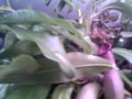 Here are my Nepenthes plants. You can also see two orchids, two Cephalotus follicularis, and some cuttings.