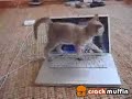 playful cat