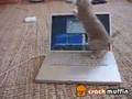 playful cat