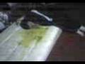videos de Pa bo caca.3gp