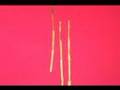 Rubies - Stand in a Line