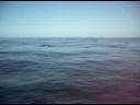 Humback whale -part 4