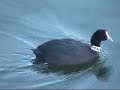 birding-mallorca-birds-pajaros-en-mallorca.html