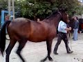 Tarani Betivi - by Avo
