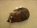 Fisher the cat, rolling on the floor with her beloved toy